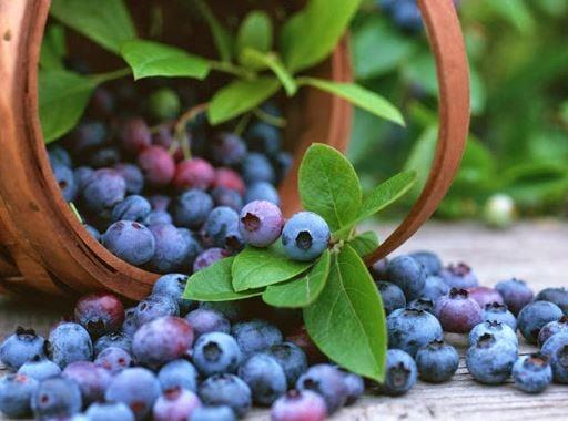 Dried Fruit Platters Clarksville TN, Mt. Juliet, Free Shipping, 5 Star, http://shopfruitbaskets.com/dried-fruit-platters.htm