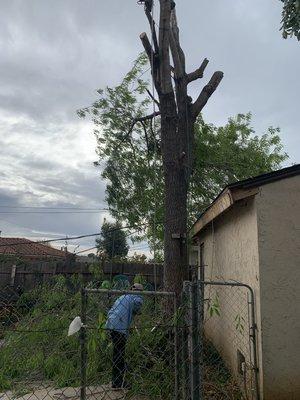 JP Landscaping & Tree Service