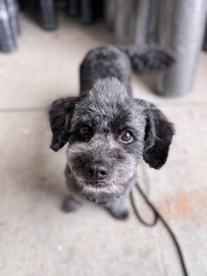 Mohawk on point, thanks to Doggy Dreams.