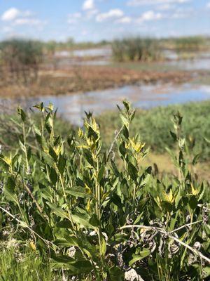 San Joaquin River National Wildlife Refuge