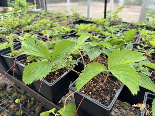Native Plant Nursery