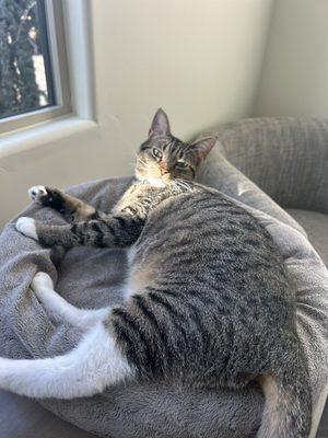 Madera County Animal Services