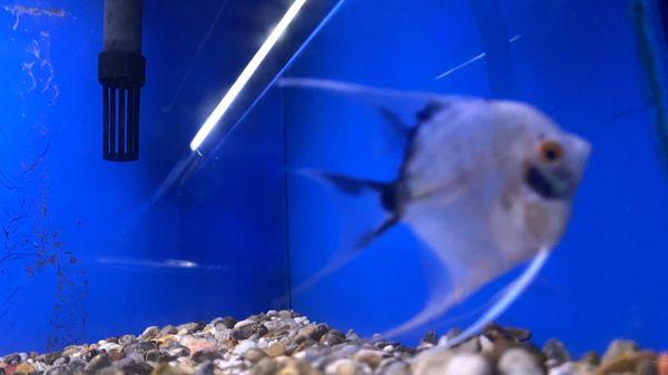 Crystal Reef Aquariums