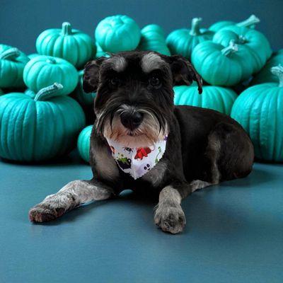 Liv’s Lavish Grooming