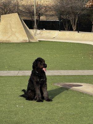 The Big City Woof Walker: Chicago