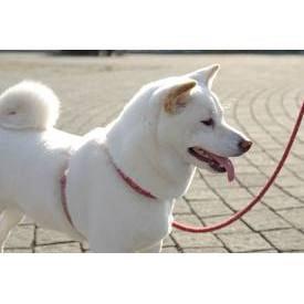 Lucky Time Dog & Car Wash