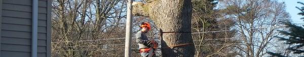 Maple Valley Tree Service