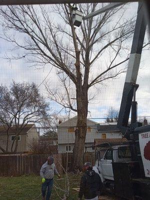 G & A Tree and Landscape Service