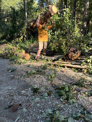 Superior Tree Solutions