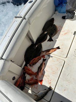 Sheep's head, mango snapper, grouper, 5 halibut, other rock fish