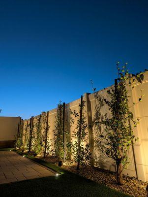 Desert Pros Landscape