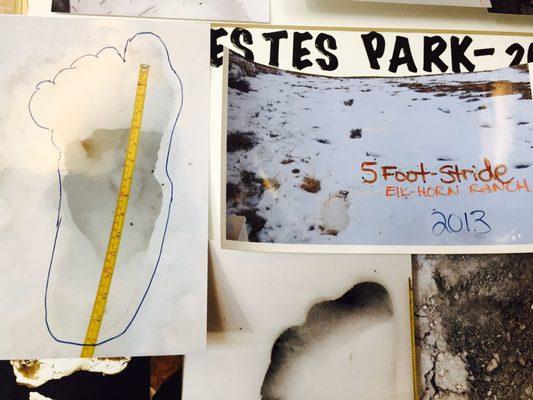 This big foot footprint was found just a few miles from downtown Estes Park! This creature had a 5 foot stride!