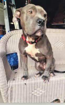 McGehee Clinic For Animals