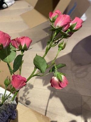 Pennock Floral