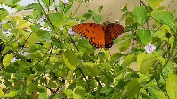 Alive Butterflies Nursery