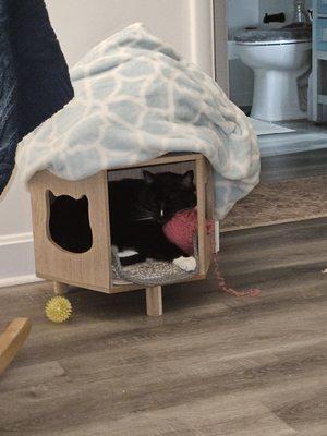 High Point Veterinary Hospital