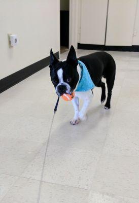 Murphy playing with his new ball at the shop.