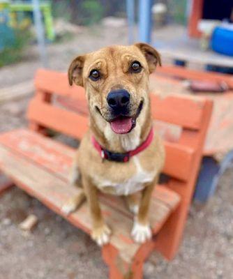 Desert Haven Animal Rescue