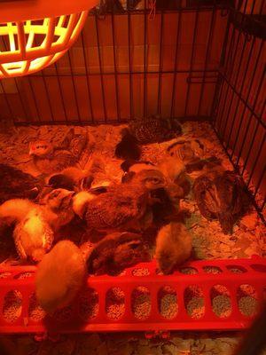 Brooder set up of chicks bought at Agrarian.