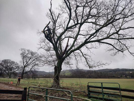 Wood Bandit Stump and Tree