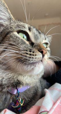 Humane Society Coconino Humane Association