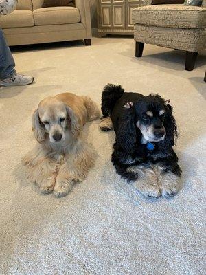 Animal Care Hospital