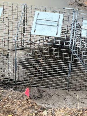 We catch and relocate Nutria.   There are so many in the Houston area