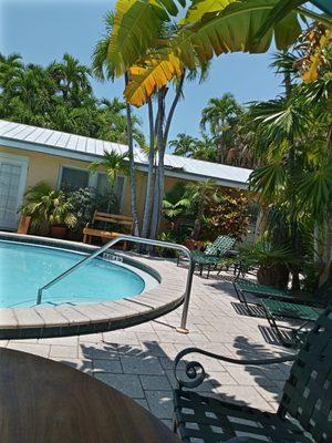 Shallow end of kidney shaped pool, and foliage.