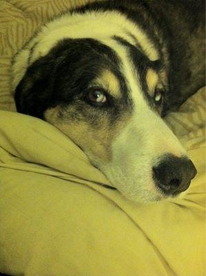 Gruda Veterinary Hospital