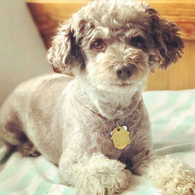 South Gay Drive Pet Grooming Room