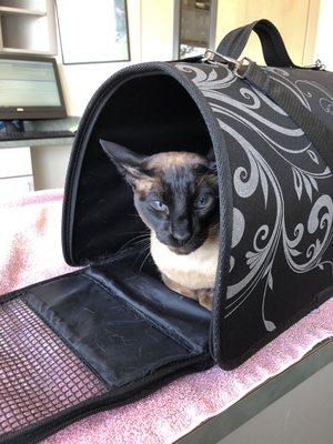 Irisa the cat is waiting for the vaccination