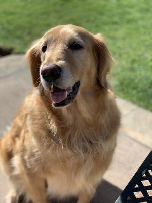 Animal Crackers Pet Companions