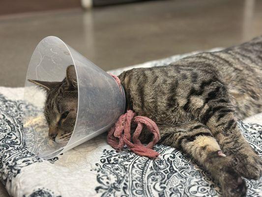 Angels Camp Veterinary Hospital