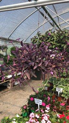 B J Plants & Produce