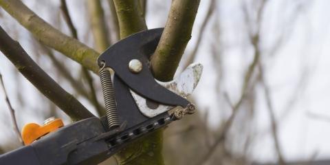 Northern Tree & Stump Service