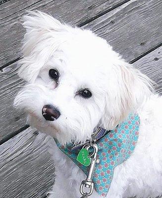 Pearl’s Pet Parlor