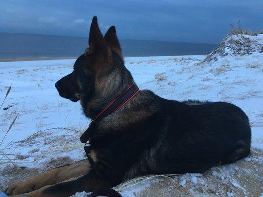Winter Morning at Plum Island-Dante the Dog