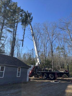 Our 92' crane at work handling some white pines.