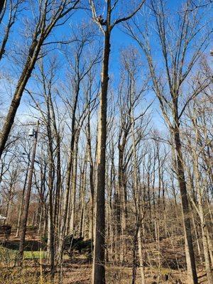 Sandoval’s Tree Experts