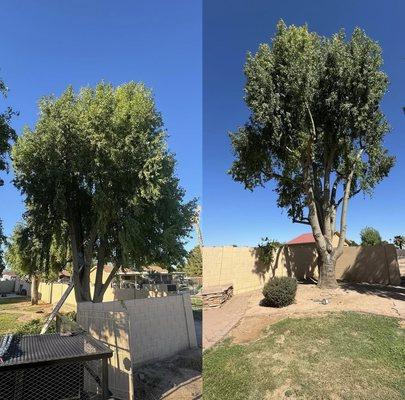 Tree trim to customers request