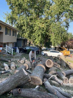 Martinez Tree Service