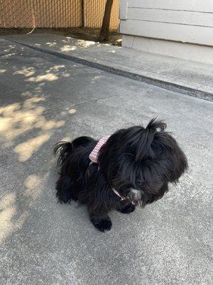 Nicole’s Pup Parlor