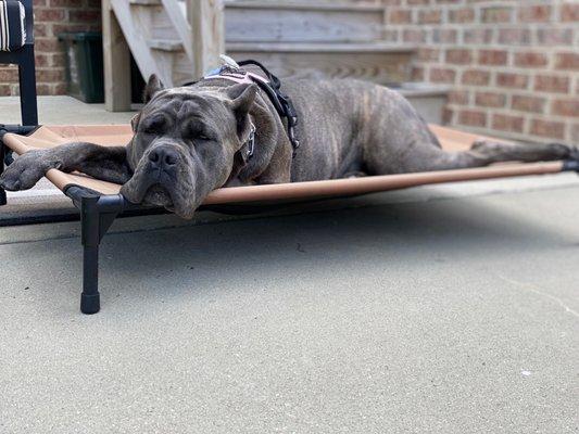 The Good Dog Yorktown