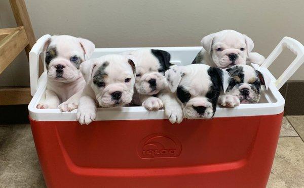 Brown Creek Animal Hospital