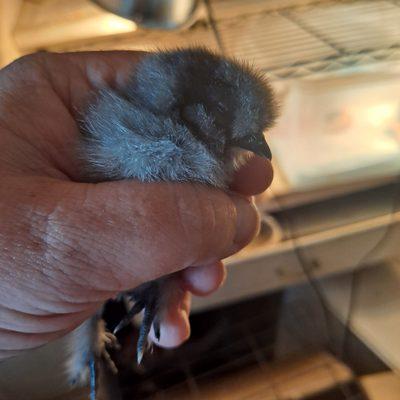 Hawthorne Country Store