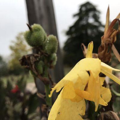 Even dying flowers are pretty