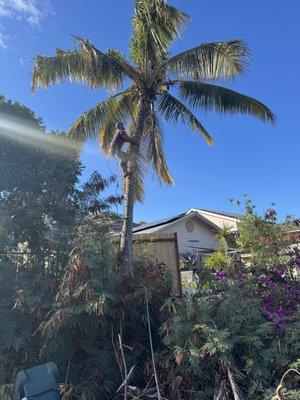 S&F Landscaping & Tree Services