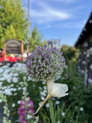 Orcas Island Farmers Market