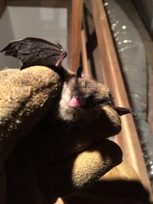 Bats R US Wildlife Removal Specialist