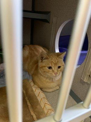 Humane Society of Montgomery County